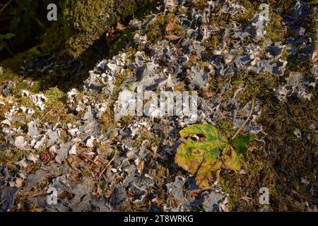 Champignon non identifié poussant sur un tronc d'arbre couvert de mousse tombé dans de vieilles forêts. Côte ouest de l'Écosse Banque D'Images