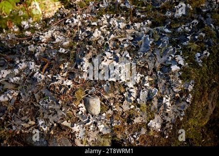 Champignon non identifié poussant sur un tronc d'arbre couvert de mousse tombé dans de vieilles forêts. Côte ouest de l'Écosse Banque D'Images