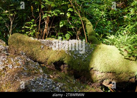 Champignon non identifié poussant sur un tronc d'arbre couvert de mousse tombé dans de vieilles forêts. Côte ouest de l'Écosse Banque D'Images