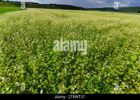 fleur de sarrasin sur le terrain. Banque D'Images