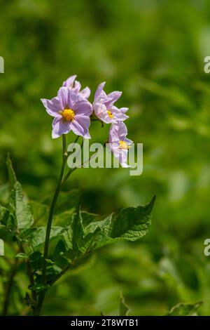 les fleurs de pomme de terre sont blanches, flou de fond le jardin des conditions de croissance naturelles. Banque D'Images