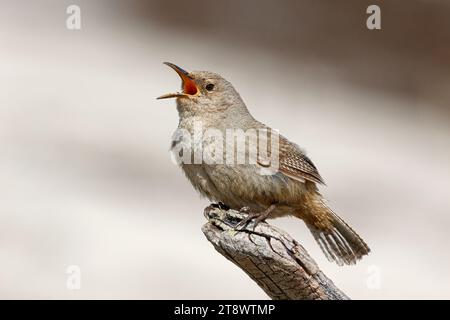 Cobb's Wren, Troglodytes cobbi, chant adulte depuis son poste d'exposition. Carcass Island, îles Falkland novembre Banque D'Images