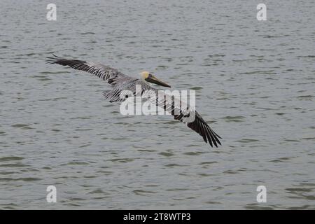 Pelican survolant la mer à la recherche de nourriture à donner à ses poussins Banque D'Images