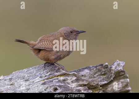 Cobb's Wren, Troglodytes cobbi, adulte assis sur son poteau d'exposition. Carcass Island, îles Falkland janvier Banque D'Images