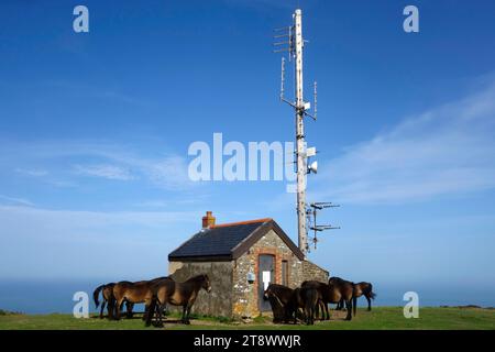 Television Relay Mast & Exmoor Ponies, Butter Hill, NR Countisbury, Exmoor National Park, Devon, Angleterre, Royaume-Uni Banque D'Images