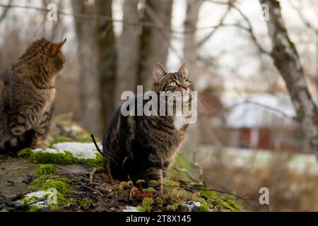 Chats animaux de compagnie à l'extérieur dans la campagne Banque D'Images