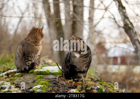 Chats animaux de compagnie à l'extérieur dans la campagne Banque D'Images