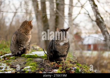 Chats animaux de compagnie à l'extérieur dans la campagne Banque D'Images