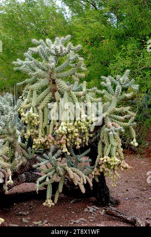 La corolle de saut (Cylindropuntia fulgida ou Opuntia fulgida) est un cactus de la corolle originaire de Sonora (Mexique) et d'Arizona (États-Unis). Banque D'Images