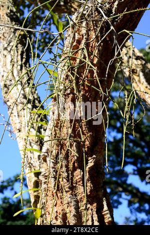 Le cactus GUI (Rhipsalis baccifera) est un cactus épiphyte originaire d'Amérique tropicale mais naturalisé en Afrique et en Asie. Cette photo a été prise en R. Banque D'Images