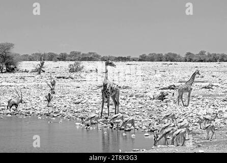 Trou d'eau animé avec deux girafe, troupeau d'Oryx Gemsbok et springbok au trou d'eau Okaukeujo, parc national d'Etosha, Namibie Banque D'Images