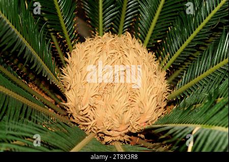 Le palmier sagou ou cycad sagou (Cycas revoluta) est une plante gymnosperme originaire du sud du Japon. Est toxique specialy ses fruits parce qu'ils contiennent de la cycasine. F Banque D'Images