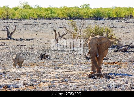 Un grand éléphant d'Afrique et un rhinocéros noir marchant près de l'autre dans le parc national d'Etosha, Namibie - la brume de chaleur est visible Banque D'Images