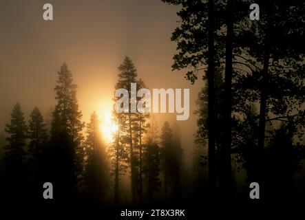 Lever de soleil de pin Ponderosa dans le brouillard, Oregon Outback Scenic Byway, Deschutes National Forest, Oregon Banque D'Images