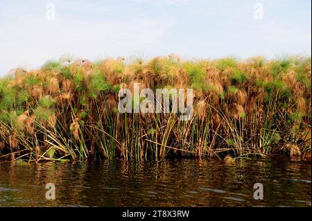 La perce de papyrus ou l'herbe du Nil (Cyperus papyrus) est une plante aquatique vivace originaire d'Afrique. Cette photo a été prise dans le delta de l'Okavango, au Botswana. Banque D'Images