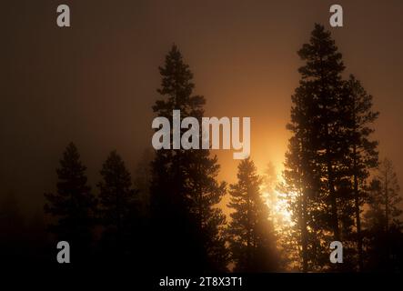 Lever de soleil de pin Ponderosa dans le brouillard, Oregon Outback Scenic Byway, Deschutes National Forest, Oregon Banque D'Images