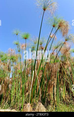 La perce de papyrus ou l'herbe du Nil (Cyperus papyrus) est une plante aquatique vivace originaire d'Afrique. Cette photo a été prise dans le delta de l'Okavango, au Botswana. Banque D'Images