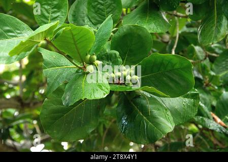 L'amande MALABAR (Terminalia catappa) est un arbre à feuilles caduques probablement originaire d'Asie mais naturalisé dans la plupart des régions tropicales. Il a des propriétés médicinales Banque D'Images