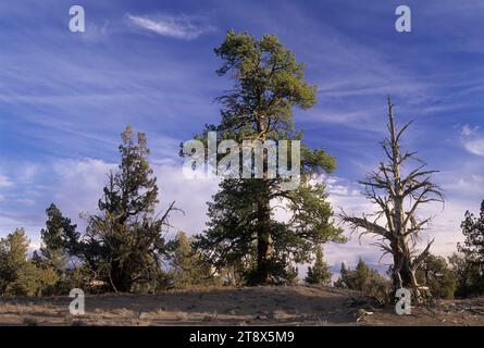 PIN de Ponderosa (Pinus ponderosa), zone naturelle de recherche forestière perdue, chemin de fond national de la vallée de Noël, Oregon Banque D'Images