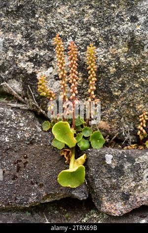 Navelwort ou pennywort mural (ombilicus rupestris) est une plante succulente vivace originaire d'Europe occidentale. Cette photo a été prise à Arribes del Duero Na Banque D'Images