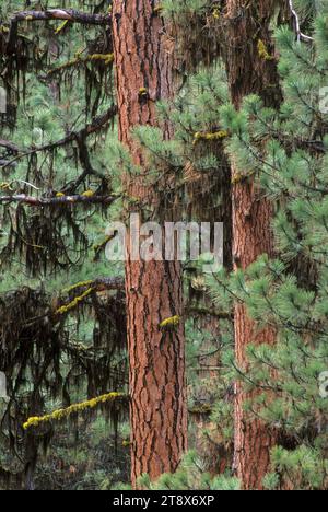 Pin ponderosa sur le sentier d'interprétation de l'ancienne croissance de Swick Creek, forêt nationale malheur, Oregon Banque D'Images