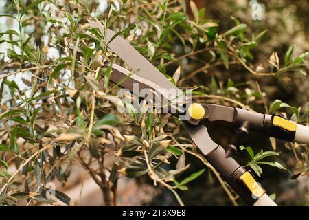 gros ciseaux de jardinage près du brunch avec des feuilles vertes en serre, concept horticole Banque D'Images