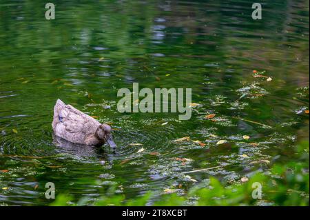 Colvert femelle à la surface d'un lac avec des feuilles tombées un jour d'automne Banque D'Images