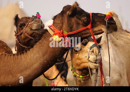 Pushkar, Inde. 20 novembre 2023. Chameau indien à la Foire aux chameaux à Pushkar, Rajasthan, le 20 novembre 2023. Des milliers de commerçants de bétail de la région viennent à la foire traditionnelle des chameaux où le bétail, principalement des chameaux, est échangé. La foire annuelle aux chameaux et au bétail est l'une des plus grandes foires aux chameaux du monde. Photo de ABACAPRESS.COM crédit : Abaca Press/Alamy Live News Banque D'Images