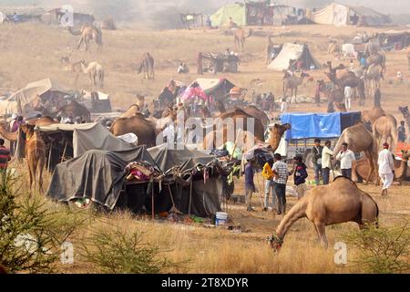 Pushkar, Inde. 20 novembre 2023. Chameau indien à la Foire aux chameaux à Pushkar, Rajasthan, le 20 novembre 2023. Des milliers de commerçants de bétail de la région viennent à la foire traditionnelle des chameaux où le bétail, principalement des chameaux, est échangé. La foire annuelle aux chameaux et au bétail est l'une des plus grandes foires aux chameaux du monde. Photo de ABACAPRESS.COM crédit : Abaca Press/Alamy Live News Banque D'Images