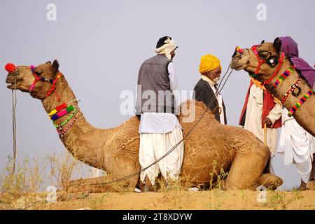 Pushkar, Inde. 20 novembre 2023. Chameau indien à la Foire aux chameaux à Pushkar, Rajasthan, le 20 novembre 2023. Des milliers de commerçants de bétail de la région viennent à la foire traditionnelle des chameaux où le bétail, principalement des chameaux, est échangé. La foire annuelle aux chameaux et au bétail est l'une des plus grandes foires aux chameaux du monde. Photo de ABACAPRESS.COM crédit : Abaca Press/Alamy Live News Banque D'Images