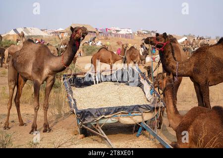 Pushkar, Inde. 20 novembre 2023. Chameau indien à la Foire aux chameaux à Pushkar, Rajasthan, le 20 novembre 2023. Des milliers de commerçants de bétail de la région viennent à la foire traditionnelle des chameaux où le bétail, principalement des chameaux, est échangé. La foire annuelle aux chameaux et au bétail est l'une des plus grandes foires aux chameaux du monde. Photo de ABACAPRESS.COM crédit : Abaca Press/Alamy Live News Banque D'Images