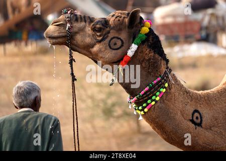 Pushkar, Inde. 20 novembre 2023. Chameau indien à la Foire aux chameaux à Pushkar, Rajasthan, le 20 novembre 2023. Des milliers de commerçants de bétail de la région viennent à la foire traditionnelle des chameaux où le bétail, principalement des chameaux, est échangé. La foire annuelle aux chameaux et au bétail est l'une des plus grandes foires aux chameaux du monde. Photo de ABACAPRESS.COM crédit : Abaca Press/Alamy Live News Banque D'Images