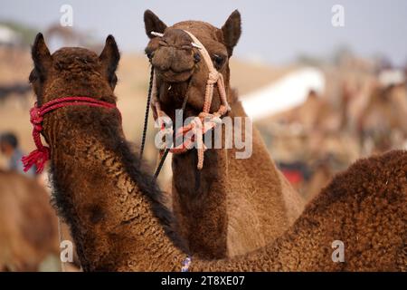 Pushkar, Inde. 20 novembre 2023. Chameau indien à la Foire aux chameaux à Pushkar, Rajasthan, le 20 novembre 2023. Des milliers de commerçants de bétail de la région viennent à la foire traditionnelle des chameaux où le bétail, principalement des chameaux, est échangé. La foire annuelle aux chameaux et au bétail est l'une des plus grandes foires aux chameaux du monde. Photo de ABACAPRESS.COM crédit : Abaca Press/Alamy Live News Banque D'Images