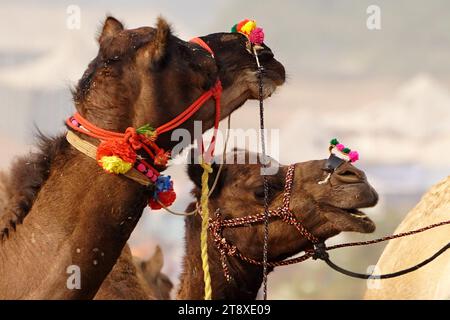 Pushkar, Inde. 20 novembre 2023. Chameau indien à la Foire aux chameaux à Pushkar, Rajasthan, le 20 novembre 2023. Des milliers de commerçants de bétail de la région viennent à la foire traditionnelle des chameaux où le bétail, principalement des chameaux, est échangé. La foire annuelle aux chameaux et au bétail est l'une des plus grandes foires aux chameaux du monde. Photo de ABACAPRESS.COM crédit : Abaca Press/Alamy Live News Banque D'Images