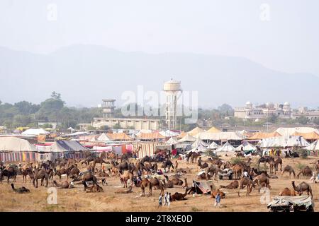 Pushkar, Inde. 20 novembre 2023. Chameau indien à la Foire aux chameaux à Pushkar, Rajasthan, le 20 novembre 2023. Des milliers de commerçants de bétail de la région viennent à la foire traditionnelle des chameaux où le bétail, principalement des chameaux, est échangé. La foire annuelle aux chameaux et au bétail est l'une des plus grandes foires aux chameaux du monde. Photo de ABACAPRESS.COM crédit : Abaca Press/Alamy Live News Banque D'Images