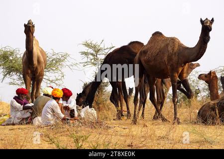 Pushkar, Inde. 19 novembre 2023. Un chameau fume un cigare en attendant des clients à la foire de Pushkar dans l'état indien désertique du Rajasthan le 19 novembre 2023. De nombreux touristes internationaux et nationaux affluent à Pushkar pour assister à l'une des foires les plus colorées et populaires en Inde. Des milliers d'animaux, principalement des chameaux, sont amenés à la foire pour être vendus et échangés. Photo de ABACAPRESS.COM crédit : Abaca Press/Alamy Live News Banque D'Images