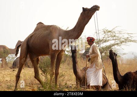 Pushkar, Inde. 20 novembre 2023. Chameau indien à la Foire aux chameaux à Pushkar, Rajasthan, le 20 novembre 2023. Des milliers de commerçants de bétail de la région viennent à la foire traditionnelle des chameaux où le bétail, principalement des chameaux, est échangé. La foire annuelle aux chameaux et au bétail est l'une des plus grandes foires aux chameaux du monde. Photo de ABACAPRESS.COM crédit : Abaca Press/Alamy Live News Banque D'Images