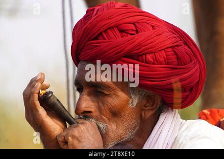 Pushkar, Inde. 19 novembre 2023. Un chameau fume un cigare en attendant des clients à la foire de Pushkar dans l'état indien désertique du Rajasthan le 19 novembre 2023. De nombreux touristes internationaux et nationaux affluent à Pushkar pour assister à l'une des foires les plus colorées et populaires en Inde. Des milliers d'animaux, principalement des chameaux, sont amenés à la foire pour être vendus et échangés. Photo de ABACAPRESS.COM crédit : Abaca Press/Alamy Live News Banque D'Images