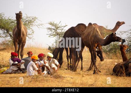Pushkar, Inde. 19 novembre 2023. Un chameau fume un cigare en attendant des clients à la foire de Pushkar dans l'état indien désertique du Rajasthan le 19 novembre 2023. De nombreux touristes internationaux et nationaux affluent à Pushkar pour assister à l'une des foires les plus colorées et populaires en Inde. Des milliers d'animaux, principalement des chameaux, sont amenés à la foire pour être vendus et échangés. Photo de ABACAPRESS.COM crédit : Abaca Press/Alamy Live News Banque D'Images