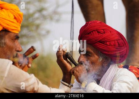 Pushkar, Inde. 19 novembre 2023. Un chameau fume un cigare en attendant des clients à la foire de Pushkar dans l'état indien désertique du Rajasthan le 19 novembre 2023. De nombreux touristes internationaux et nationaux affluent à Pushkar pour assister à l'une des foires les plus colorées et populaires en Inde. Des milliers d'animaux, principalement des chameaux, sont amenés à la foire pour être vendus et échangés. Photo de ABACAPRESS.COM crédit : Abaca Press/Alamy Live News Banque D'Images