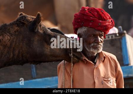 Pushkar, Inde. 20 novembre 2023. Chameau indien à la Foire aux chameaux à Pushkar, Rajasthan, le 20 novembre 2023. Des milliers de commerçants de bétail de la région viennent à la foire traditionnelle des chameaux où le bétail, principalement des chameaux, est échangé. La foire annuelle aux chameaux et au bétail est l'une des plus grandes foires aux chameaux du monde. Photo de ABACAPRESS.COM crédit : Abaca Press/Alamy Live News Banque D'Images