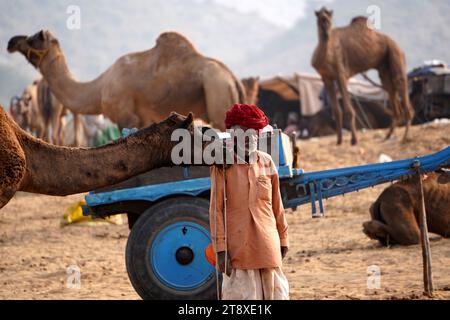 Pushkar, Inde. 20 novembre 2023. Chameau indien à la Foire aux chameaux à Pushkar, Rajasthan, le 20 novembre 2023. Des milliers de commerçants de bétail de la région viennent à la foire traditionnelle des chameaux où le bétail, principalement des chameaux, est échangé. La foire annuelle aux chameaux et au bétail est l'une des plus grandes foires aux chameaux du monde. Photo de ABACAPRESS.COM crédit : Abaca Press/Alamy Live News Banque D'Images