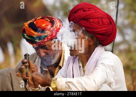 Pushkar, Inde. 19 novembre 2023. Un chameau fume un cigare en attendant des clients à la foire de Pushkar dans l'état indien désertique du Rajasthan le 19 novembre 2023. De nombreux touristes internationaux et nationaux affluent à Pushkar pour assister à l'une des foires les plus colorées et populaires en Inde. Des milliers d'animaux, principalement des chameaux, sont amenés à la foire pour être vendus et échangés. Photo de ABACAPRESS.COM crédit : Abaca Press/Alamy Live News Banque D'Images