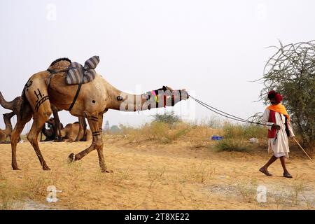 Pushkar, Inde. 20 novembre 2023. Chameau indien à la Foire aux chameaux à Pushkar, Rajasthan, le 20 novembre 2023. Des milliers de commerçants de bétail de la région viennent à la foire traditionnelle des chameaux où le bétail, principalement des chameaux, est échangé. La foire annuelle aux chameaux et au bétail est l'une des plus grandes foires aux chameaux du monde. Photo de ABACAPRESS.COM crédit : Abaca Press/Alamy Live News Banque D'Images