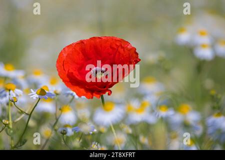 Pavot commun / pavot rouge / pavot de maïs (Papaver rhoeas) floraison dans les prairies / prairies parmi les fleurs de camomille en été Banque D'Images