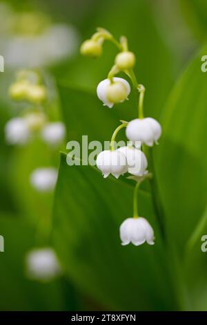 Lys de la vallée / cloches de mai / muguet (Convallaria majalis), fleur blanche en forme de cloche fleurissant dans la forêt au printemps Banque D'Images