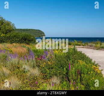 Belles fleurs sauvages colorées le long d'un chemin près de la rive d'un lac sur une journée ensoleillée avec un ciel bleu clair. Banque D'Images