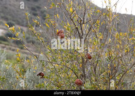 Arbre grané Pomme à l'automne, les oiseaux ont mangé les fruits de l'arbre. Banque D'Images