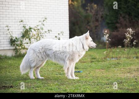 White Swiss Shepherd chien en plein air pour une promenade dans la cour près de la maison Banque D'Images