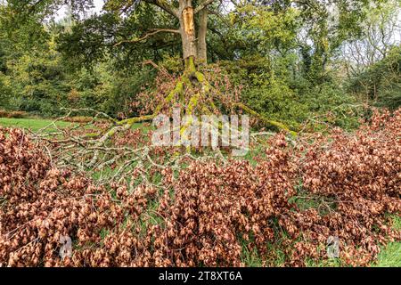 Un membre arraché d'un chêne sur les Cotswolds à Woodchester Park, Gloucestershire, Angleterre Royaume-Uni Banque D'Images